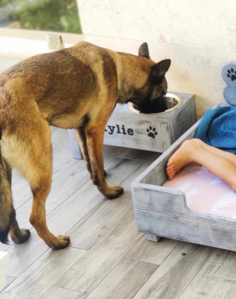 מיטה לכלב בהתאמה אישית